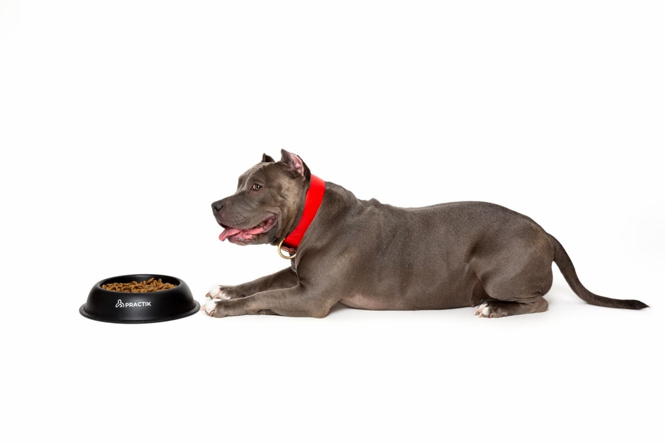 Які ознаки має якісний корм для собак і котів: чек-лист здорового харчування тварин